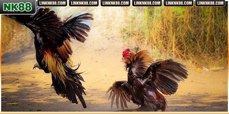 Đá gà cựa dao trực tiếp tiền lớn đa dạng