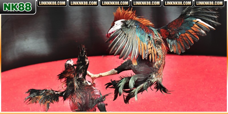 Đá gà Thomo phát sóng hôm nay tại NK88