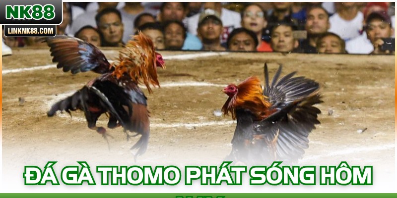 Đá Gà Thomo Phát Sóng Hôm Nay - Theo Dõi Trực Tiếp Ngay