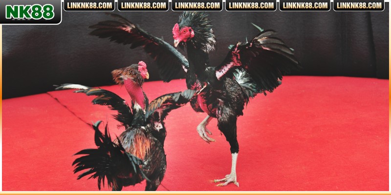 Đá gà tre cựa sắt cực kỳ nổi tiếng trong cá cược