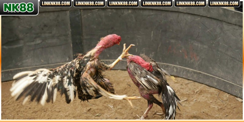 Đảm bảo đường liên kết chính thống, tránh bị lừa đảo