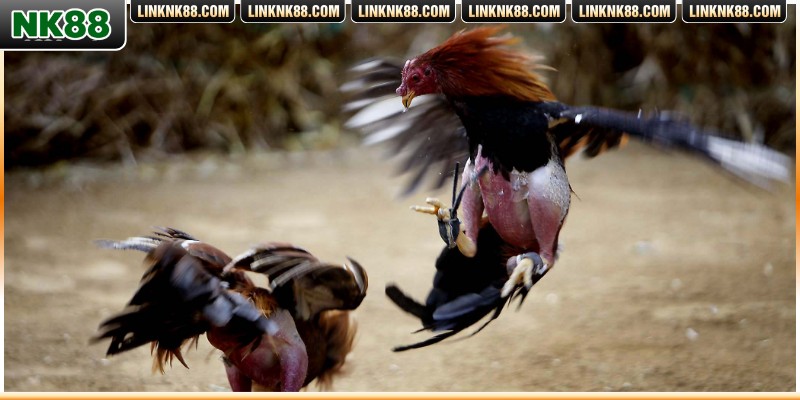 Hiểu rõ các loại kèo cá cược để nắm thế chủ động