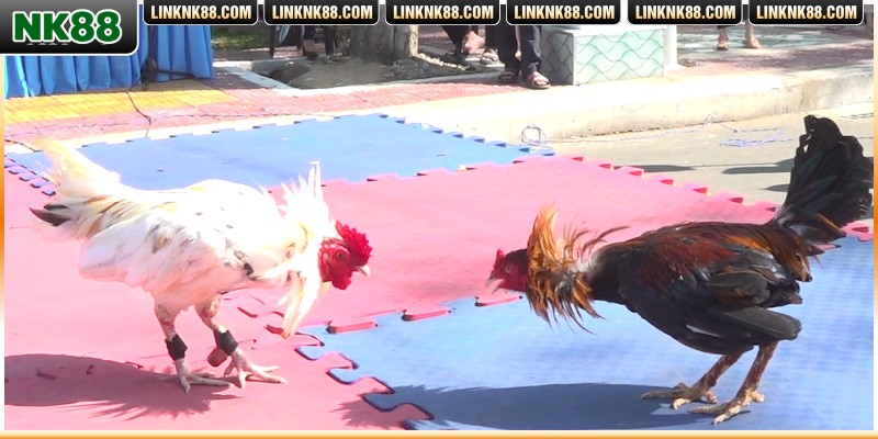 Khám phá chi tiết ưu điểm của sảnh cược đá gà NK88