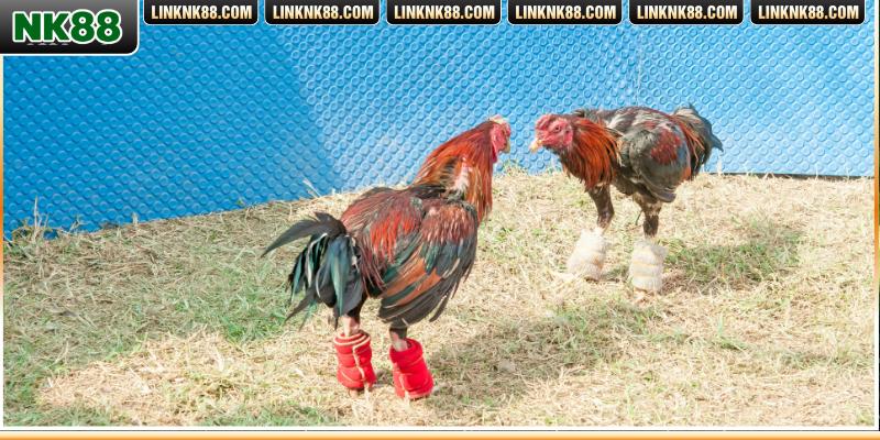 Một tài khoản cá nhân để truy cập xem trực tiếp nhanh chóng