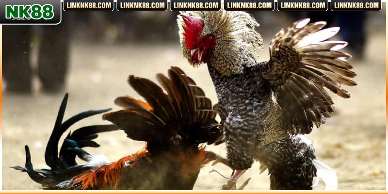 Những kinh nghiệm được đúc kết quý giá từ người chơi