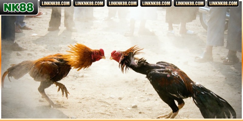 Phân tích chiến kê hợp lý trước khi xuống tiền