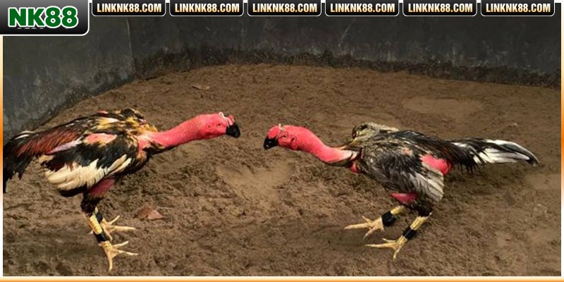 Tổng hợp các hình thức đá gà hot