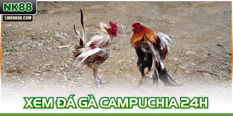 Xem Đá Gà Campuchia 24h Trực Tiếp Bản Full HD Hôm Nay
